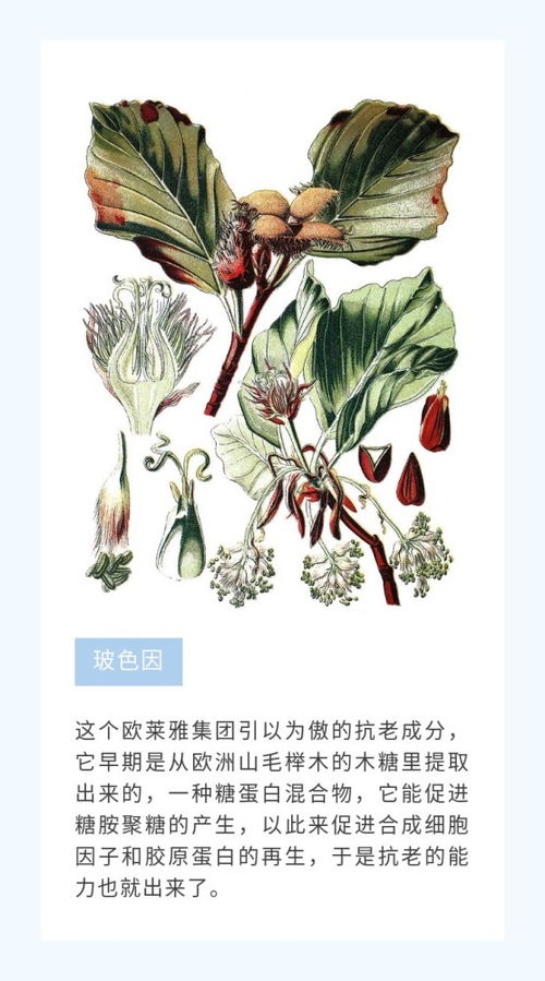 植物護(hù)膚品,植物提取物,怎么又成智商稅了