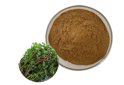 馬齒莧提取物 速溶馬齒莧粉 濃縮原料